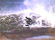 surf2.gif