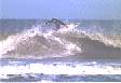 surf3.gif
